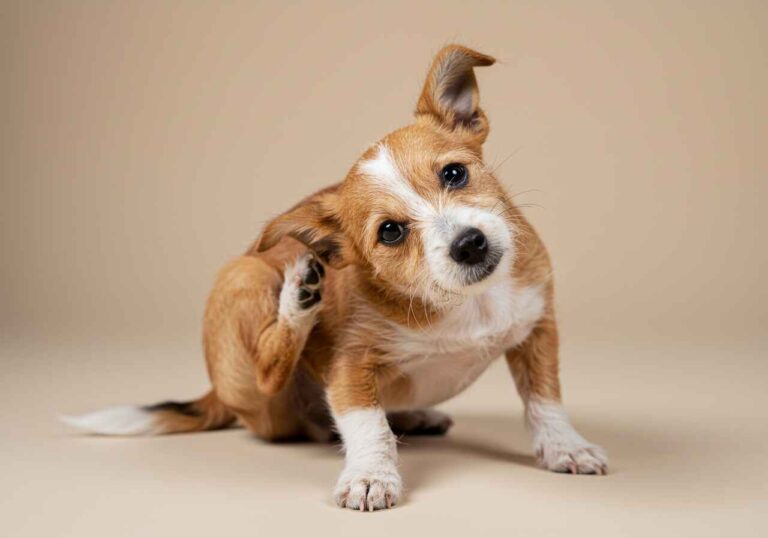 Image showcasing Canine Parvovirus: Symptoms, Treatment, Recovery & Prevention