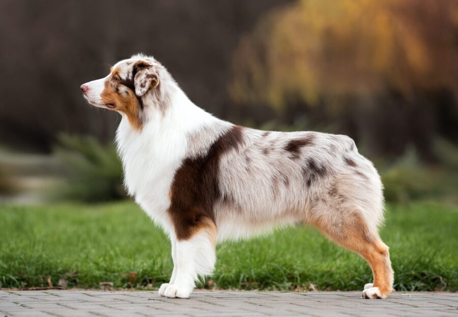 Dog posture and health