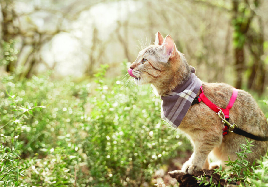how to leash train a cat