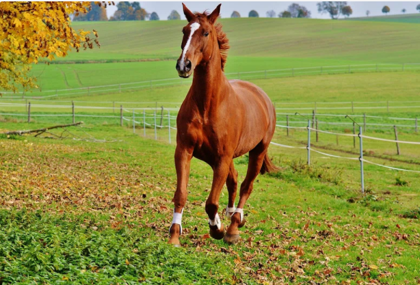 equine lameness detection