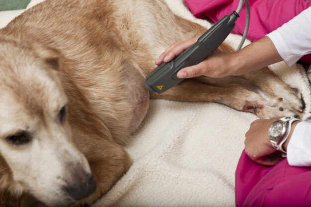 How Is Technology Changing the Way We Care for Animals?