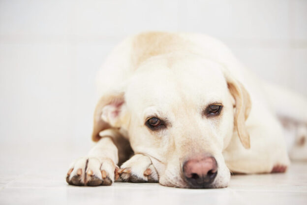 Brachycephalic dog health problems