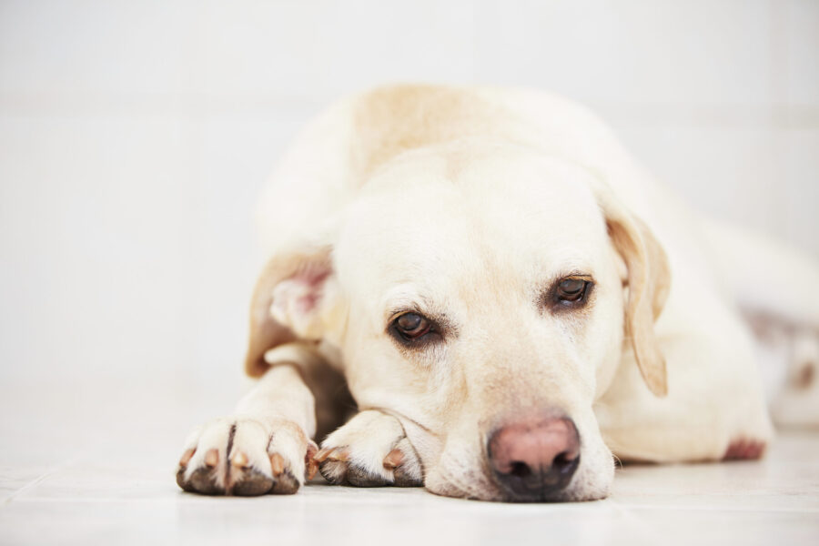 Brachycephalic dog health problems