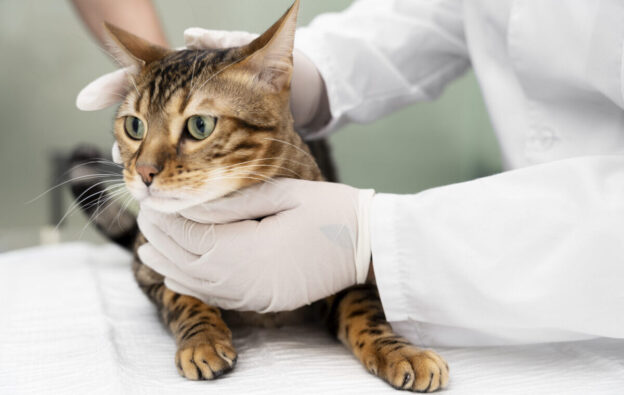 SCFP supplementation in cats