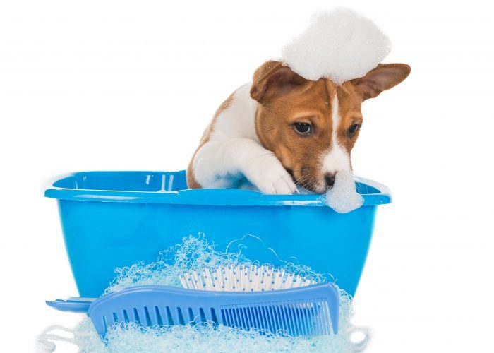 Stress-Free Dog Grooming at Home