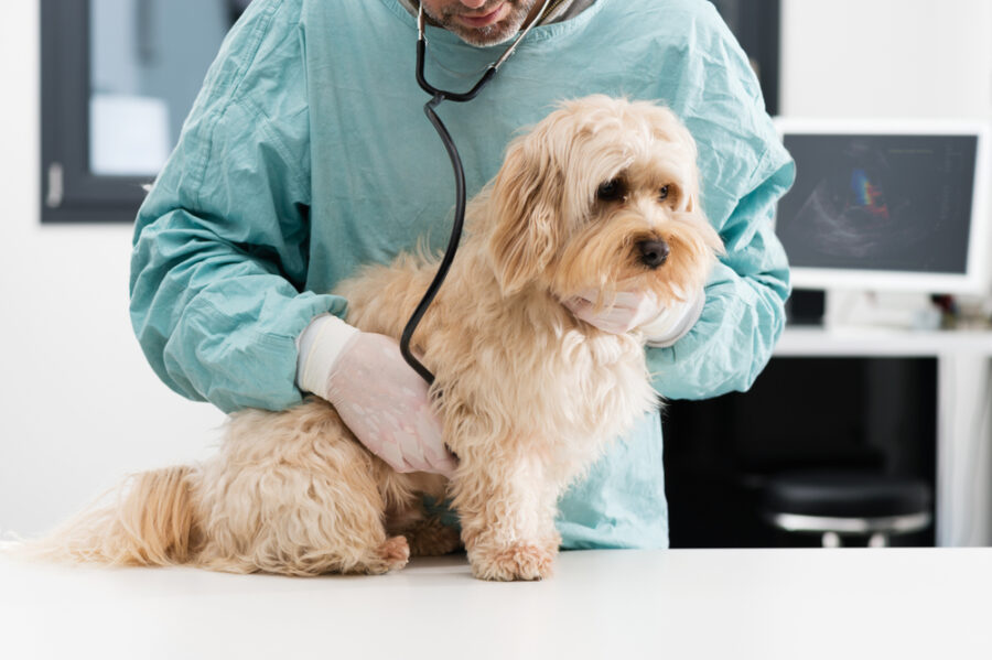 Does Your Dog Have Heart Disease?