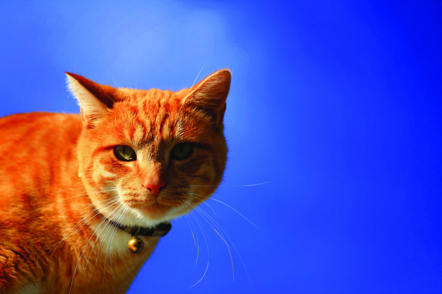 why orange cats are usually male
