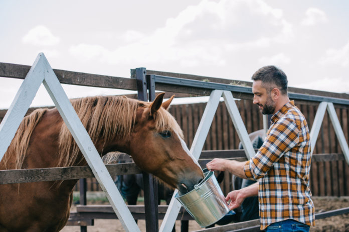 Supplements for equine wellness in the off-season