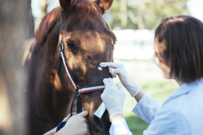 Wound Care in Horses