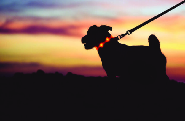 Nighttime dog walking safety tips