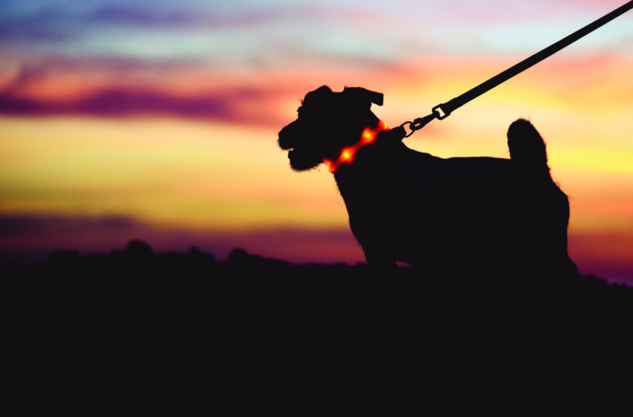 Nighttime dog walking safety tips