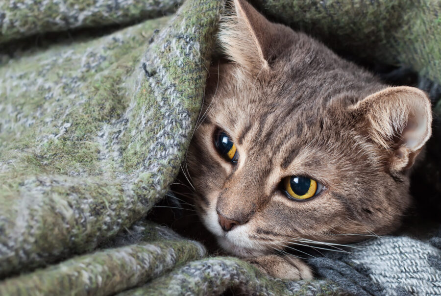 Can cats suffer from separation anxiety?