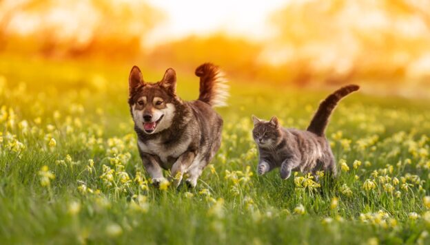 5 Ways to Help Prevent Cancer in Dogs and Cats