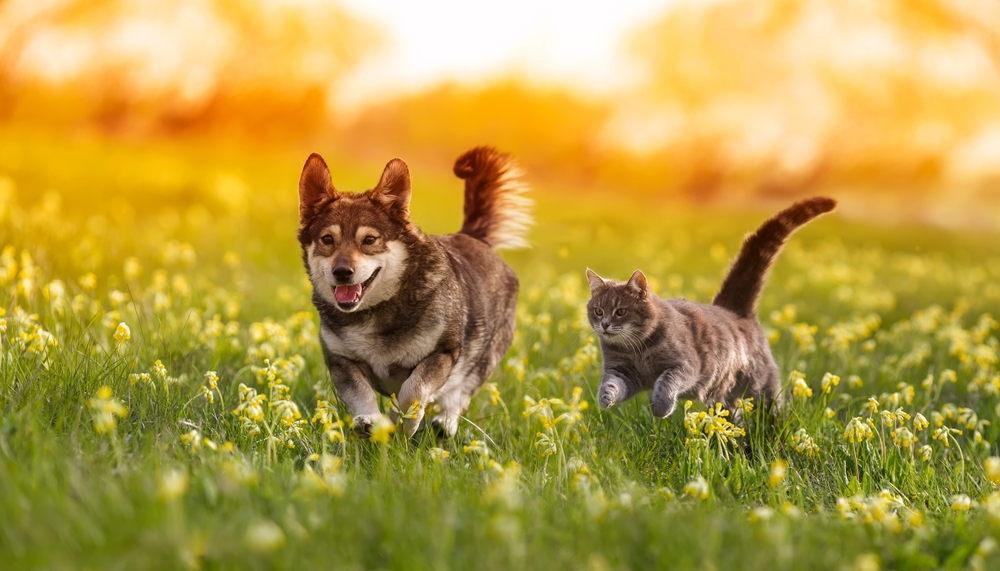 5 Ways to Help Prevent Cancer in Dogs and Cats