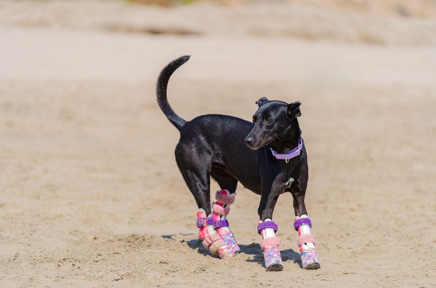 Prosthetics for amputee dogs