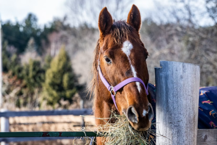 Factors Affecting Your Horse's Gut Health