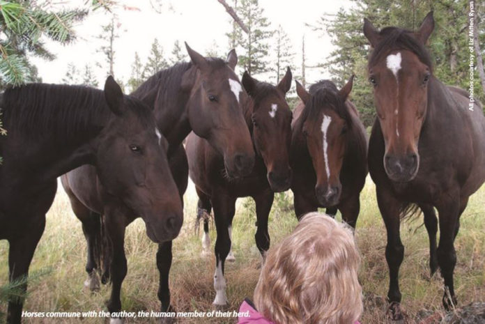 Herd Dynamics: Social Lives of Horses
