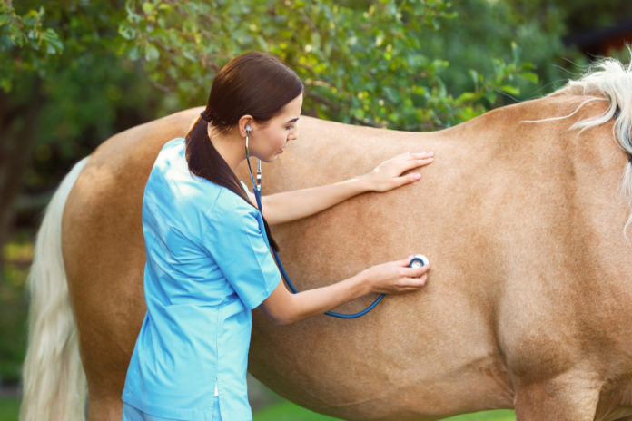 Promoting Horse Gut Health