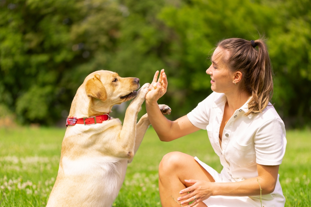 What Is Lure-Reward Dog Training?