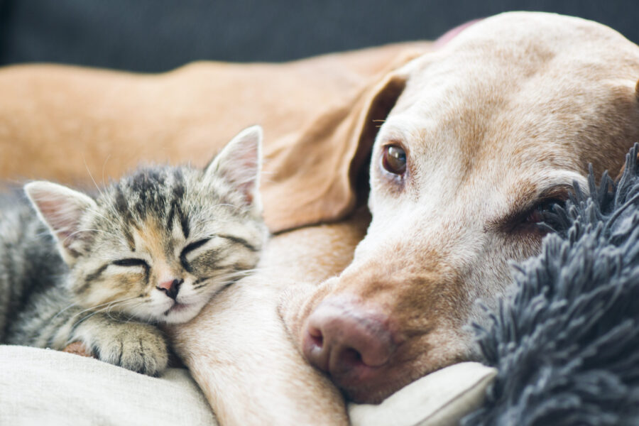 How to Support Your Dog or Cat’s Gut Health