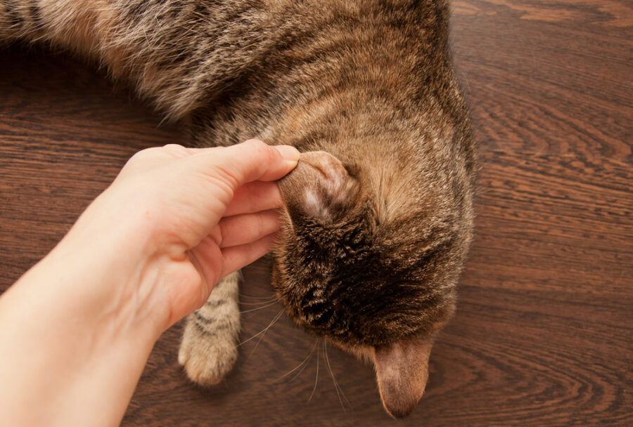 Understanding Ringworm in Dogs and Cats