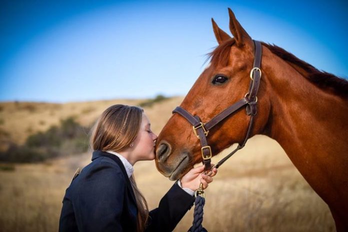 Horse Adoption Guide: Finding the Right Rescue