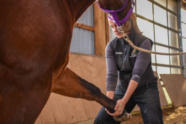 10 Ways to Support Senior Horse Joints