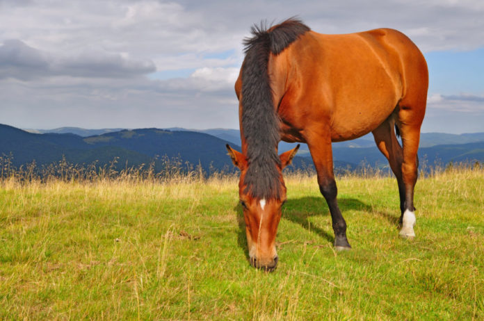 Equine leaky gut syndrome – the role of the intestinal microbiome