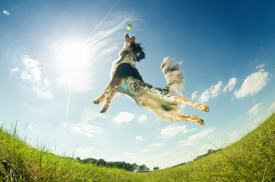 Supplements to help dogs