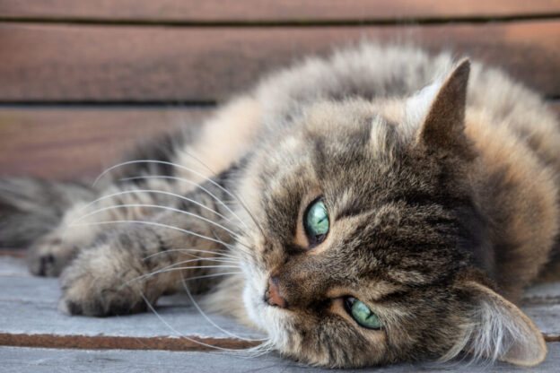 6 Ways to Improve Life for Your Senior Cat