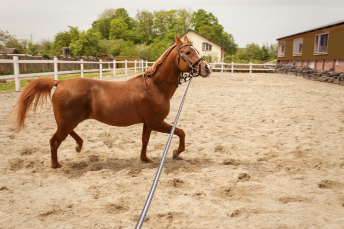 7 tips for training your young horse