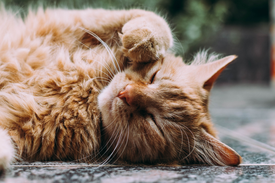 NAET: A Breakthrough Approach to Allergies in Dogs and Cats