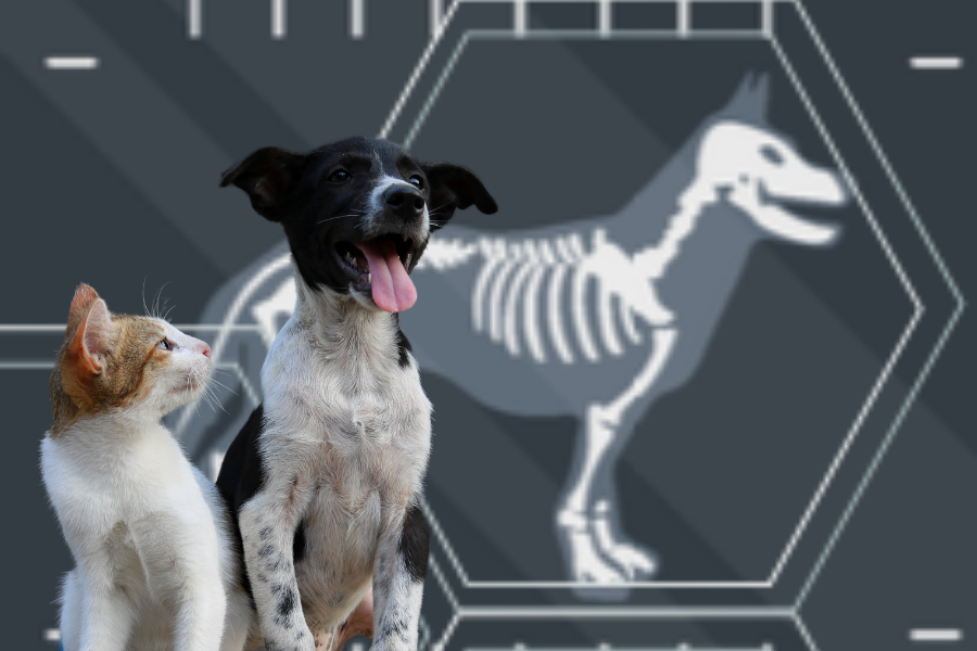 How AI Helps Your Veterinarian Provide Optimal Care