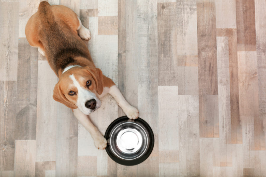 Intermittent Fasting for Dogs