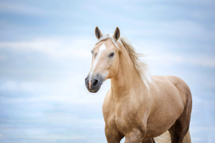 The Importance of Amino Acids in a Horse's Diet