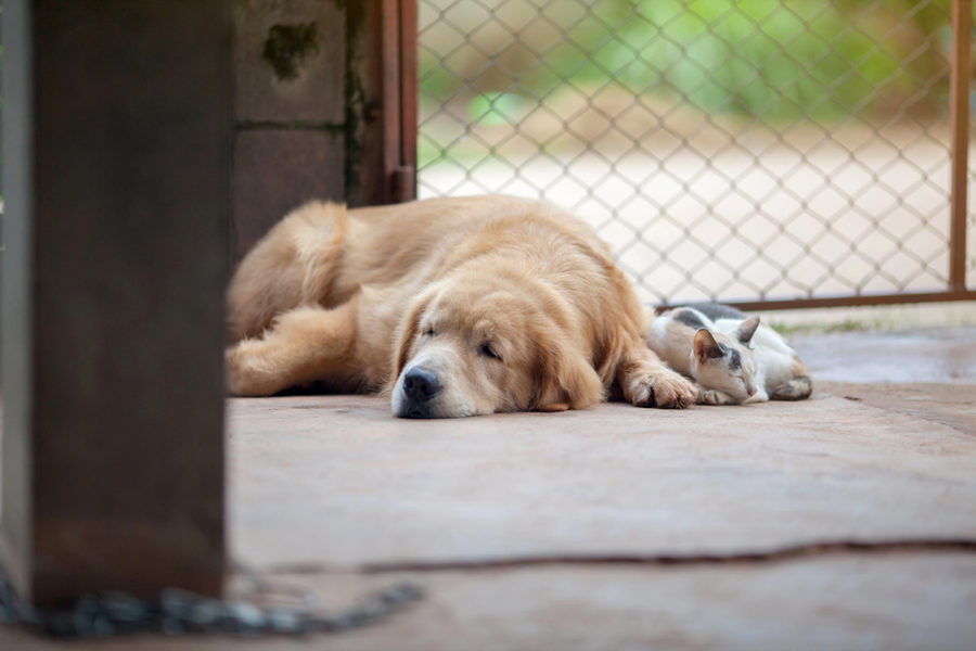 Holistic healthcare for senior animals