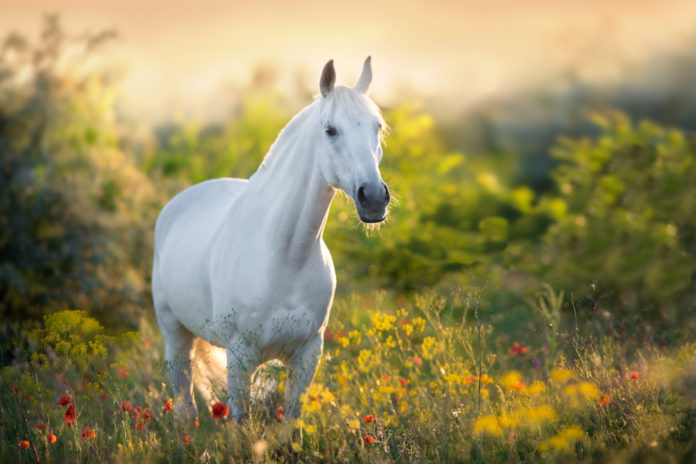 Natural Solutions for Horses' Allergies