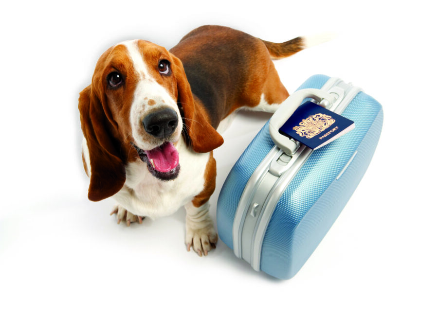 Acupressure for dog travel anxiety