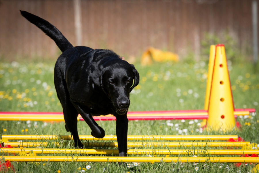 Home Physical Therapy for Arthritic Dogs