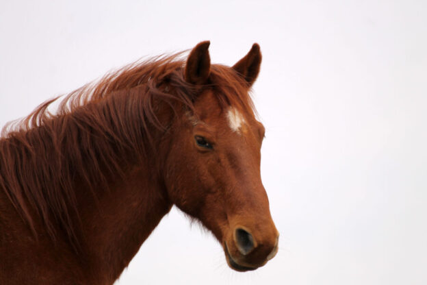 EHV-1 in Horses: Symptoms, Spread, and Prevention for Caregivers