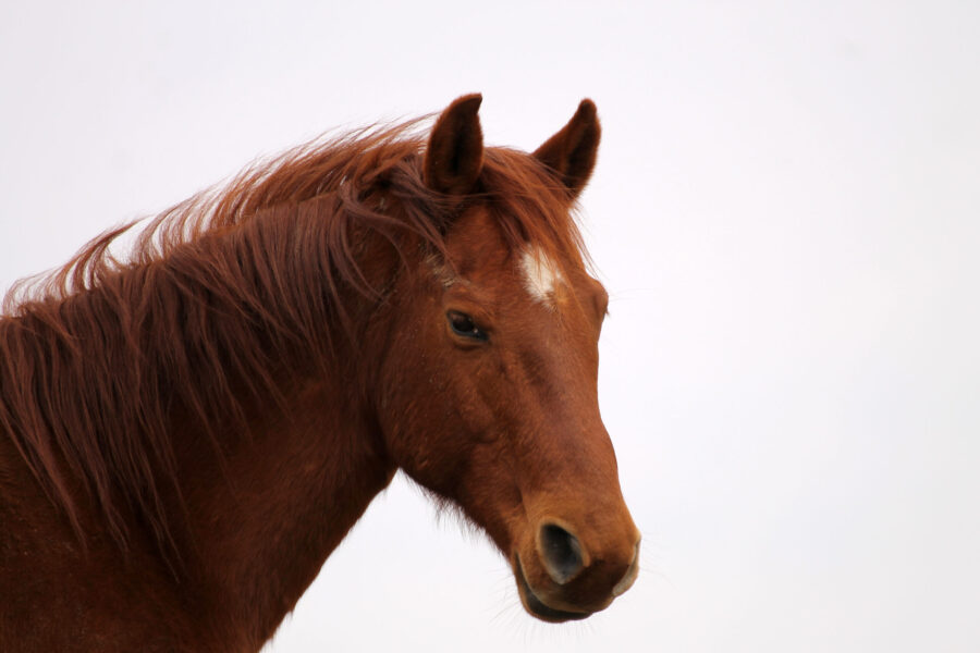EHV-1 in Horses: Symptoms, Spread, and Prevention for Caregivers