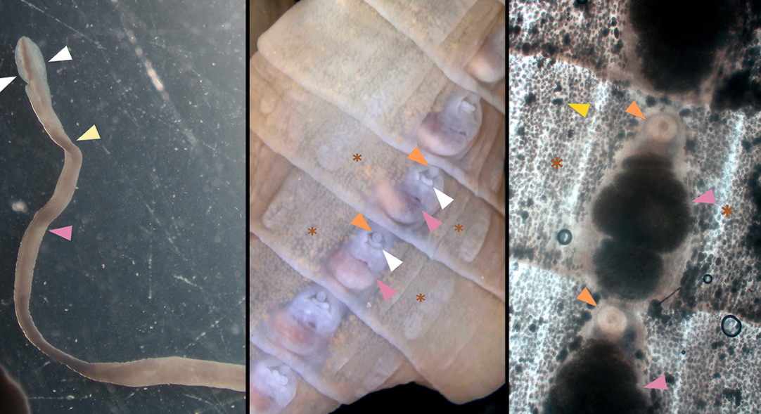LAMP assay for Spirometra mansoni detection