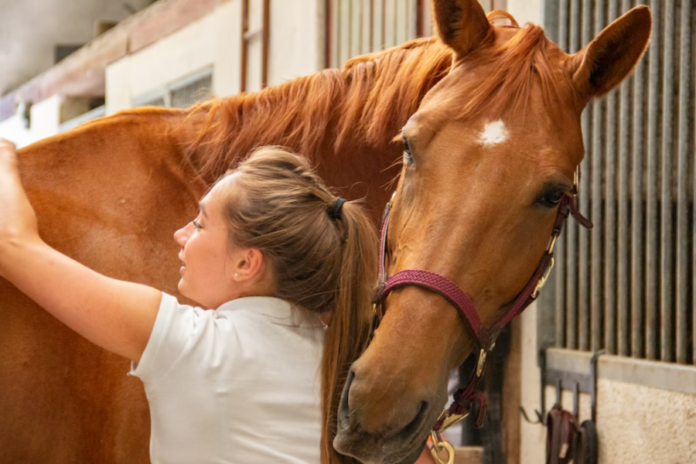 Should I Have a Chiropractor for My Horse?