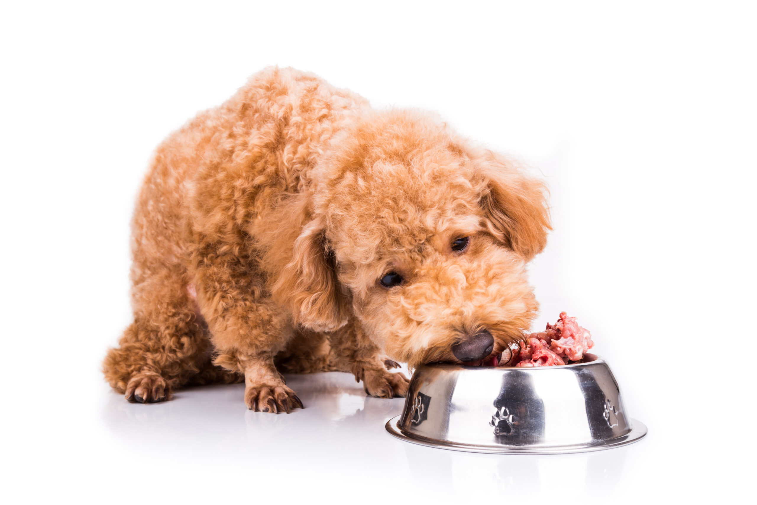 How fresh food slows aging in dogs