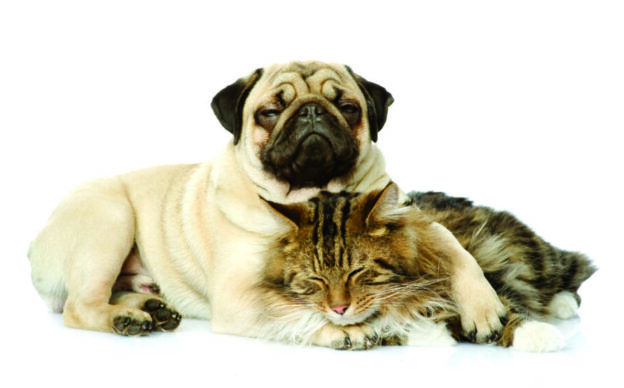 Helping your dog or cat cope with grief