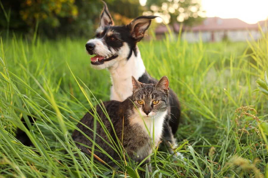 Natural Ways To Protect Your Dog Or Cat From Fleas, Ticks, And Mosquitoes
