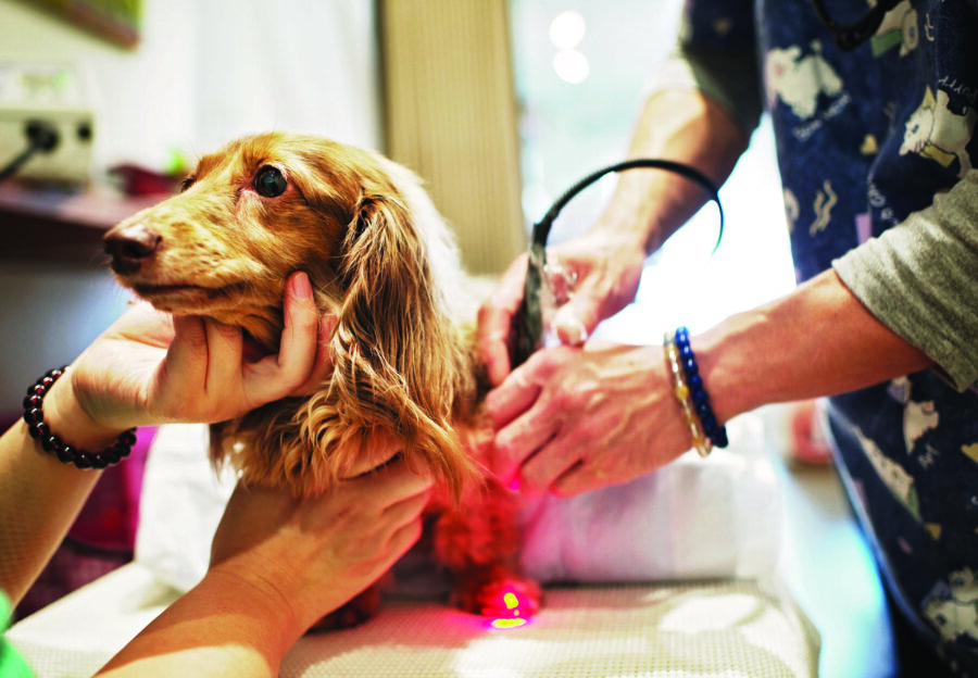 Healing with light: laser therapy for dogs and cats