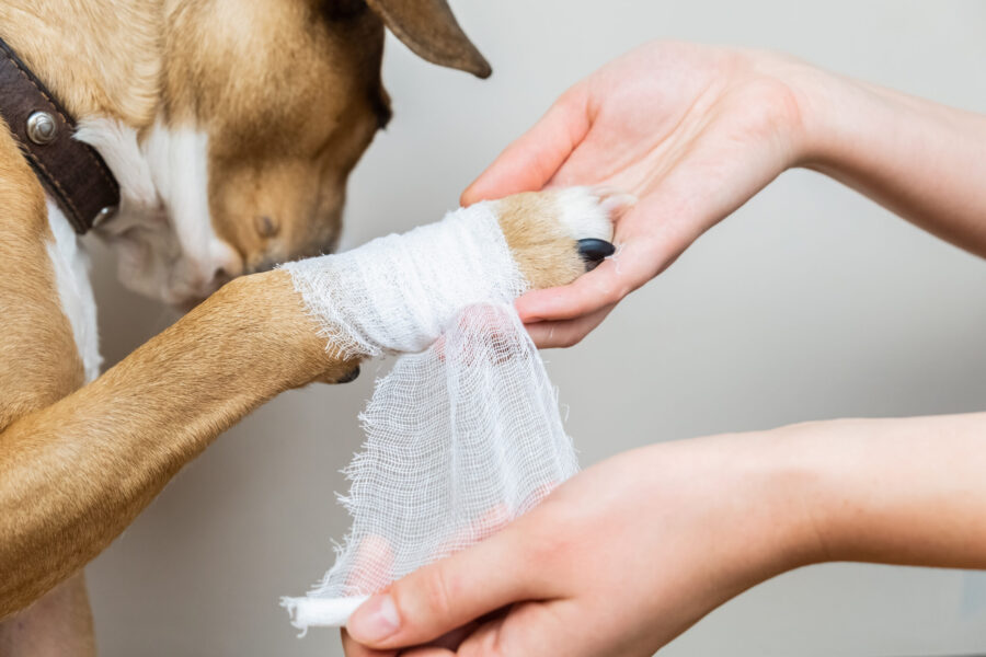Caring for a Dog’s Paw Wound at Home