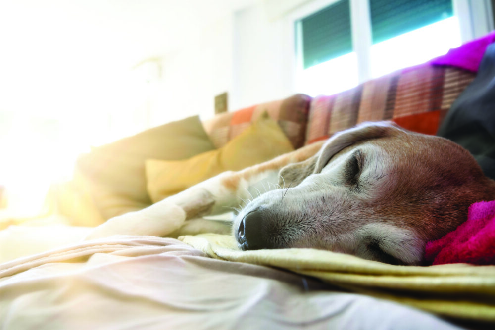 Improving Senior Dog Health and Well-Being