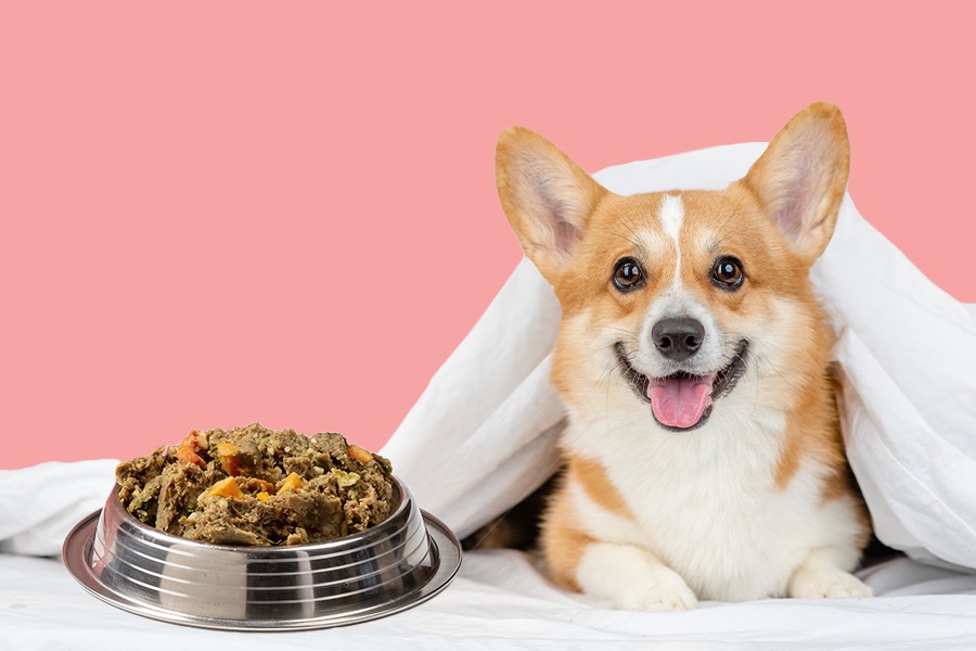 Eastern Food Therapy for Your Dog